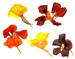 Eschscholzia californica cup gold dry flowers in bloom, orange pressed petals. Flat yellow...