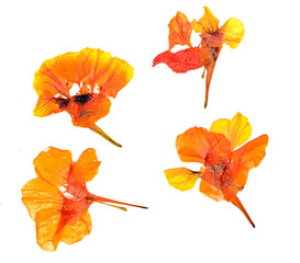 Eschscholzia californica cup gold dry flowers in bloom, orange pressed petals. Flat yellow...