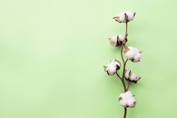 Cotton flower on pastel pale green paper background, overhead. Minimalism flat lay composition for bloggers, artists, social media, magazines. Copyspace, horizontal