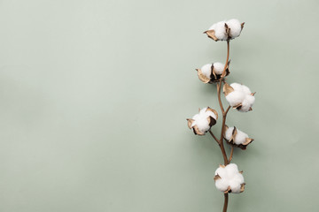 Cotton flower on pastel pale gray paper background, overhead. Minimalism flat lay composition for...