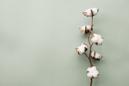 Cotton flower on pastel pale gray paper background, overhead. Minimalism flat lay composition for bloggers, artists, social media, magazines. Copyspace, horizontal