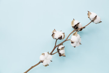 Cotton flower on pastel pale blue paper background, overhead. Minimalism flat lay composition for bloggers, artists, social media, magazines. Copyspace, horizontal