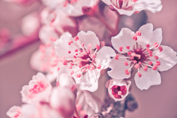 Fototapeta na wymiar Flowers of Nanking cherry, Prunus tomentosa, Korean, Manchu, downy, Shanghai, Ando, mountain, Chinese bush, or Chinese dwarf cherry on the branches. Designer tinted in pink.