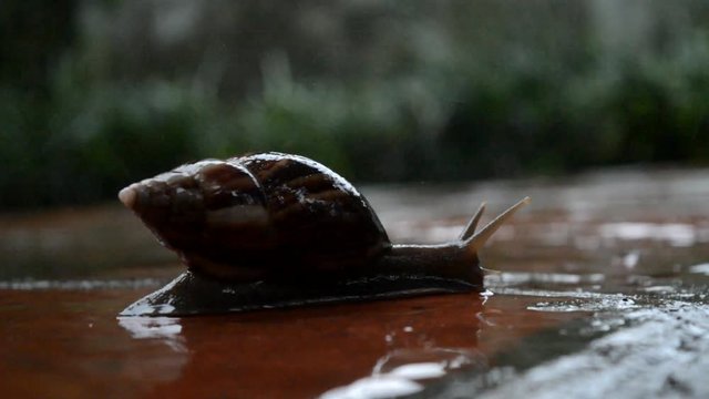 Snail on the pavement in the rain