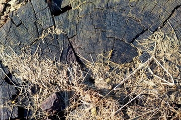 A close view of the texture of the bottom of a cut log.