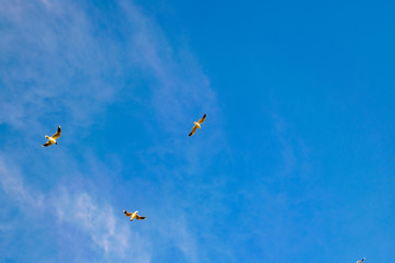 Fototapeta na wymiar Three Birds Flying at Clean Blue Sky