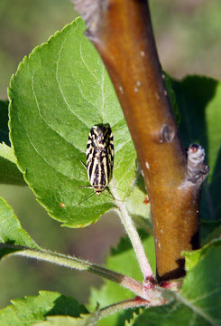 Moth is a dangerous pest