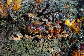 Resin on apricot tree in my organic garden