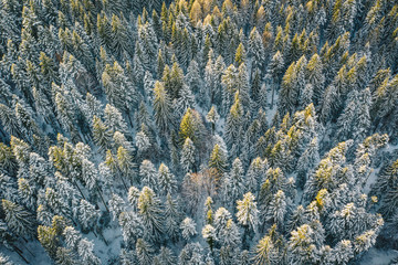 Winter weather in the forest. Trees covered in snow after an extreme snowfall
