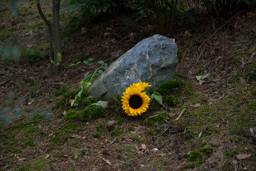 Waldfriedhof Holland