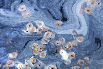 Pollen on the water