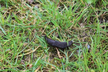 snail in grass