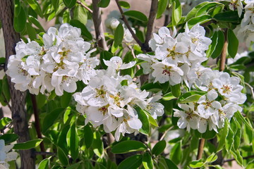 Цветы фруктового дерева