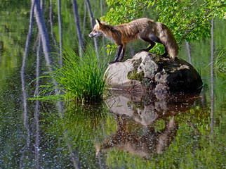 Obraz premium A young Red Fox plays around the water looking for food and drink.