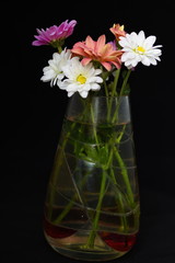  Colored daisy in a vase over a black background