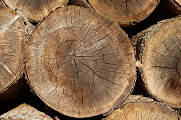 Naklejka premium Cross section texture of the fir trees in pile.