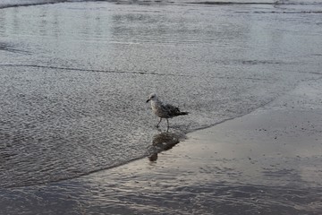 seagulls on the beach