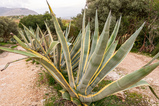 Agave cactus in Sicily, countyside of Italy summer