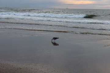 bird on the beach