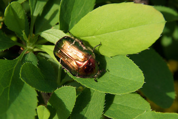 green rose chafer