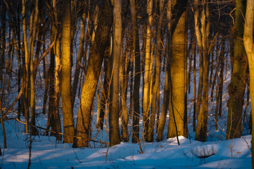 Natural pattern of tree trunks at winter snowy forest in sunset light.