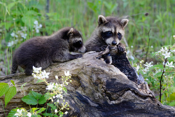 Baby raccoons playing together in a den tree log.