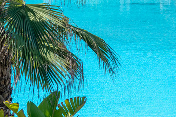 Palm tree against tropical blue water