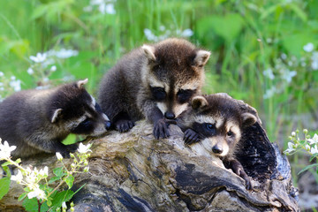 Baby raccoons playing together in a den tree log. - 245015745