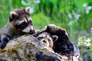 Baby raccoons playing together in a den tree log.