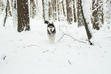 Naklejka na ściany i meble Husky dog runs in the mountains. Snowy summits. Walking the dog. Hiking. Wolf in the Carpathians. Black and white dog and snow