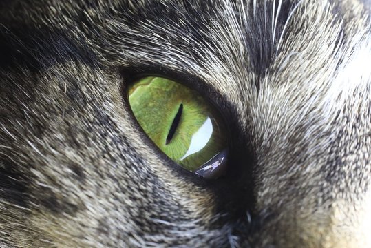 Close up of a cats eye