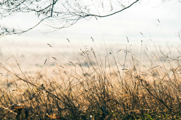 Obraz premium Tall grass straws growing near a meadow