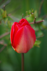 Spring red tulip in the park on a background of green grass