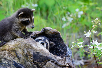 Baby raccoons playing together in a den tree log.