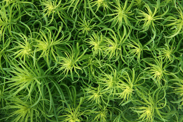 twisted leaves of common toadflax