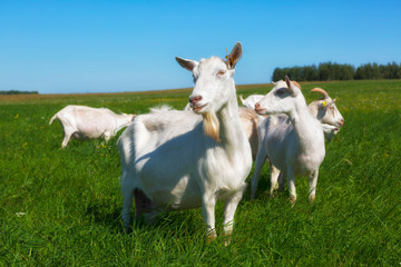 Herd of goats grazing on green grass