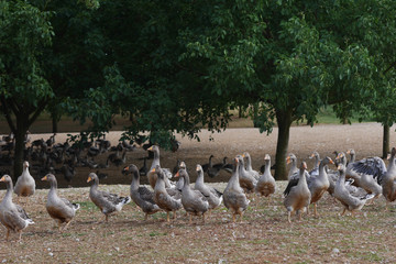 Dordogne