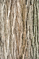 The texture of the bark of the Oak tree