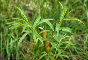 Vegetative propagation of willow © Volodymyr