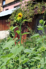 Sunflowers  in my organic garden 