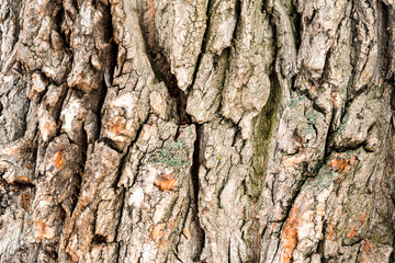 The texture of the bark of the Oak tree