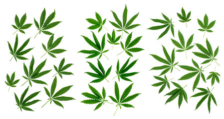 Pattern of natural cannabis leaves isolated on white background.