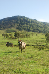 Fototapeta premium caled230