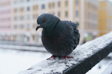 Brave pigeons struggling with the cold on the streets of winter Moscow