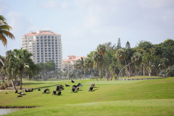 Turkey Vulture drying feather wings on a golf course