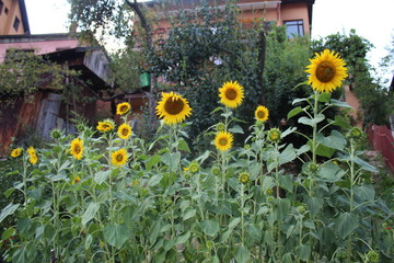 Sunflowers  in my organic garden 