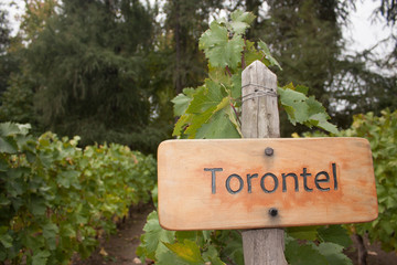 Vineyard with sign that indicates the type of grape, called Torontel