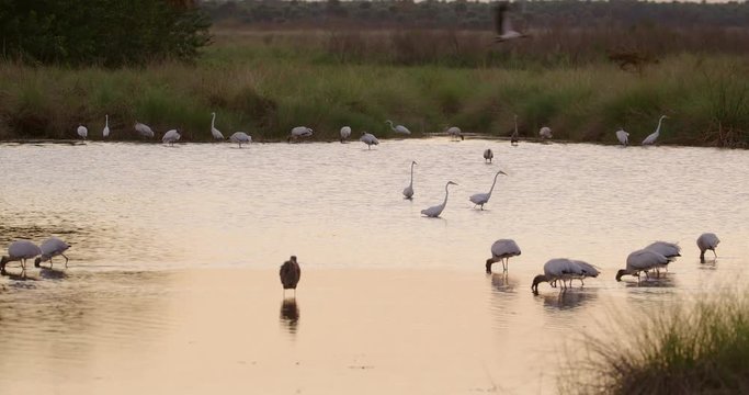 Beautiful nature wide shot of a Florida wetlands marsh at sunset with many species of birds feeding in the golden water