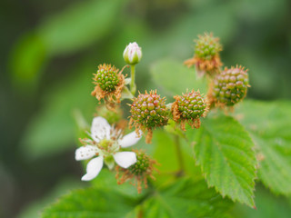 flowers in the garden