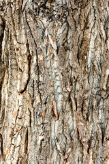 The texture of the bark of the Oak tree